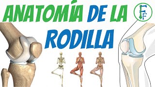 ANATOMIA DE LA RODILLA  Sistema Oseo  Sistema ligamentoso [upl. by Akemrej]