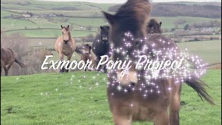 Exmoor Pony Project [upl. by Brana34]