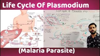 Life Cycle Of Plasmodium vivaxMalaria parasite [upl. by Aicilla]