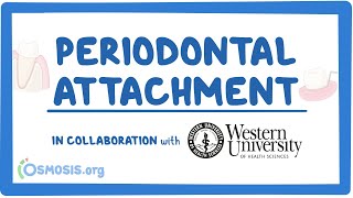 Periodontal Attachment in Collaboration w Western University [upl. by Elum]