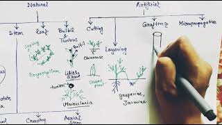 Vegetative propagation in plants  Hindi [upl. by Enelcaj390]