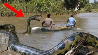 10 Abnormally Large Snake Sightings [upl. by Hollister845]