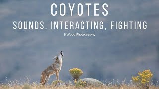 Coyotes  Sounds Interacting Fighting 🐾 [upl. by Nahsed]