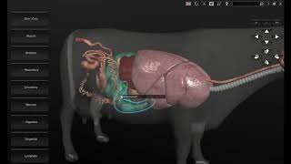 Software 3D Anatomía Bovina [upl. by Airlia]