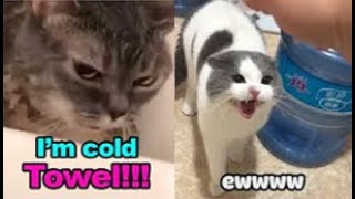 These Cats Can Speak English  TALKING CATS quotMEOWquot Language  Tiktok pets Video [upl. by Belding]