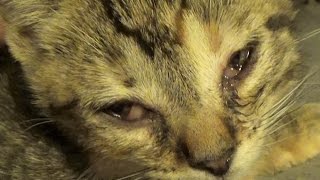 Kitten Conjunctivitis amp How To Treat It  Care Info In Comments  Eye Infections This Bad Need A Vet [upl. by Luis]