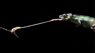 Slow motion chameleon tongue attack 👅 [upl. by Rhyner]