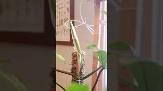 Philodendron Florida Ghost Time Lapse [upl. by Aracahs813]