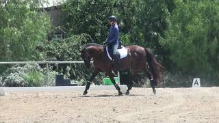 How to ride Dressage Training level test 1 [upl. by Agiaf197]