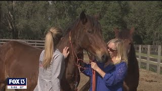 Wild horses rescued rehabilitated at Peace Love Mustangs in Thonotosassa [upl. by Donia548]