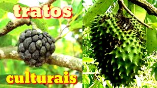 Graviola ou pinha com frutos podres veja como resolver [upl. by Hadria]