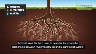 Mycorrhizal Fungi Animation [upl. by Stormy]