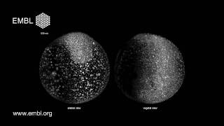 Zebrafish developing under microscope  Digital Embryo [upl. by Lianna]