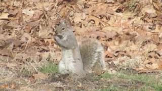 Eastern Gray Squirrel Documentary [upl. by Bully343]