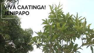 Viva Caatinga Jenipapo [upl. by Ares]