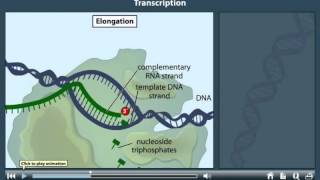 Transcription Animation [upl. by Norahs]