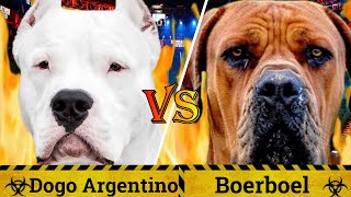 Dogo Argentino vs Boerboel  Boerboel vs Dogo Argentino  Battle between dangerous dogsBilla Boyka [upl. by Tezil772]