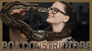 THE BASICS OF BOA CONSTRICTORS [upl. by Wilkins]