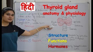 Thyroid gland anatomy amp physiology in Hindi  functions  structure  hormones  parathyroid [upl. by Ellerey]