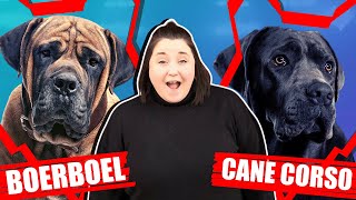 BOERBOEL VS CANE CORSO [upl. by Analeh]