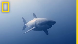 How to Identify a Bull Shark  Raging Bull Shark [upl. by Nayllij]