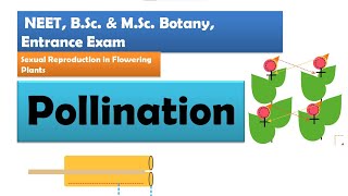 Pollination in Flowering plants  NEET BSc amp MSc Botany [upl. by Cuhp]