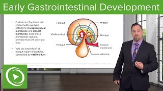 Early Gastrointestinal Development – Embryology  Lecturio [upl. by Suzann157]