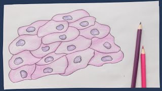 Epithelium the basics  Biology tutorial [upl. by Alejna]