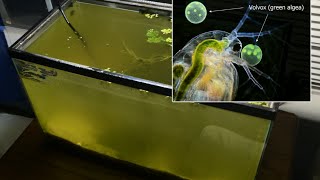 Raising Daphnia for the Freshwater Aquarium [upl. by Nilauqcaj]