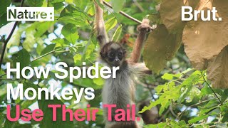 How spider monkeys use their tail [upl. by Gillette122]