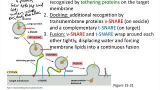 Protein transport—vesicle tethering docking fusion [upl. by Ayenet55]