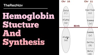 Hemoglobin Stucture and Synthesis [upl. by Williamsen509]