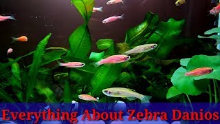 Everything About Danios Fish [upl. by Nanaj]