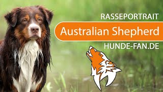 ► Australian Shepherd 2021 Rasse Aussehen amp Charakter [upl. by Notnerb]