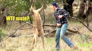 Ozzy Man Reviews Man Punches Kangaroo [upl. by Enylcaj552]