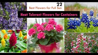 22 Best Heat Tolerant Flowers for Full Sun [upl. by Htebarual]