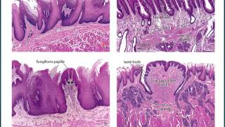 Histología de la Lengua [upl. by Adnowal]