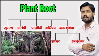 Plant Root and Their Types  Function of Root  Modified Root  in Hindi [upl. by Iny737]