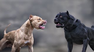 Cane Corso VS Pitbull  Highlights 101 [upl. by Rouvin]