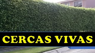 CERCAS VIVAS PARA JARDIN FINCAS Y MAS [upl. by Fiske]