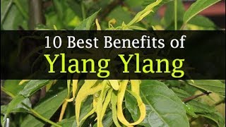 Ylang Ylang Essential Oil Benefits for Hair Face Skin [upl. by Sucitivel5]