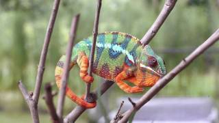 Real Chameleon Color change [upl. by Nylannej]