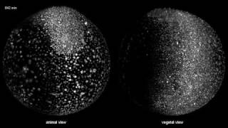 TimeLapse Zebrafish Embryos Developing [upl. by Ahsekim]