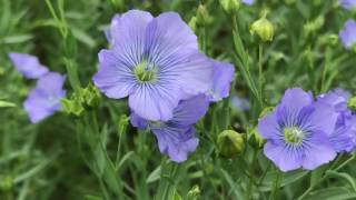 FLAX amp LINSEED [upl. by Delano]