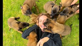 ‘MALIGATORS  BORN TO BITE  Belgian Malinois Puppies [upl. by Edmanda]