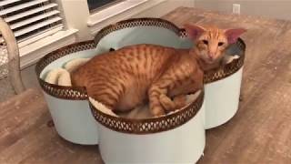 Oriental Shorthair cat Keebler Speaks [upl. by Ahsenad911]