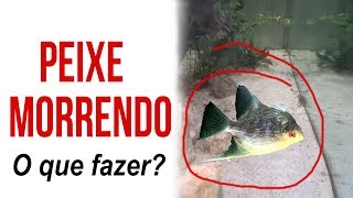 Peixe morrendo  Primeiros socorros [upl. by Willie71]