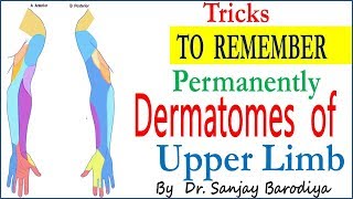 Trick to Remember DERMATOMES OF UPPER LIMB [upl. by Matless]