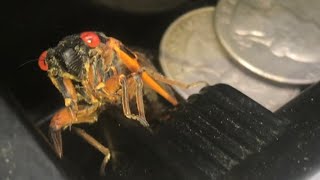 what the 17 year cicada sounds like INDIVIDUALLY and as a group [upl. by Winer972]