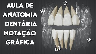 Numeração dos Dentes Permanentes [upl. by Ettenotna]